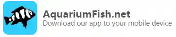 Aquarium Fish Free Shipping